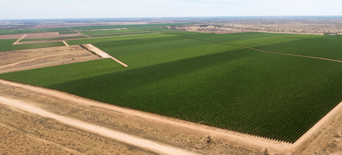 Aerial shot of Duxton vineyard